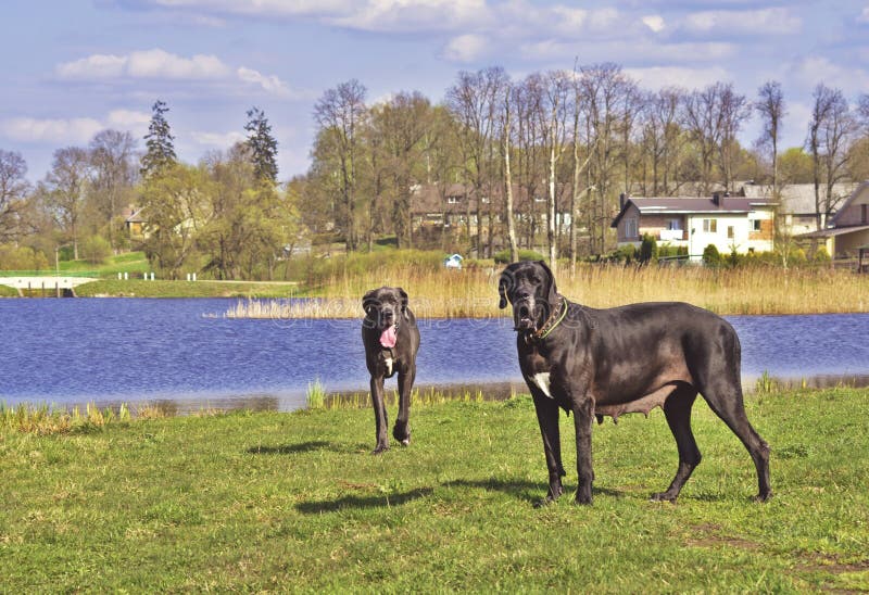 Two Great Danes by the Lake Stock Photo Image of lithuania, animal
