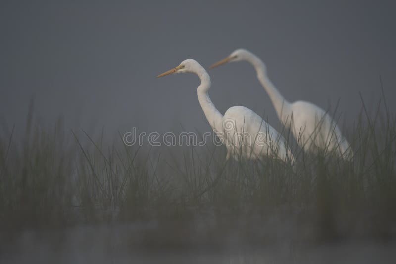 Great egrets looking for fish