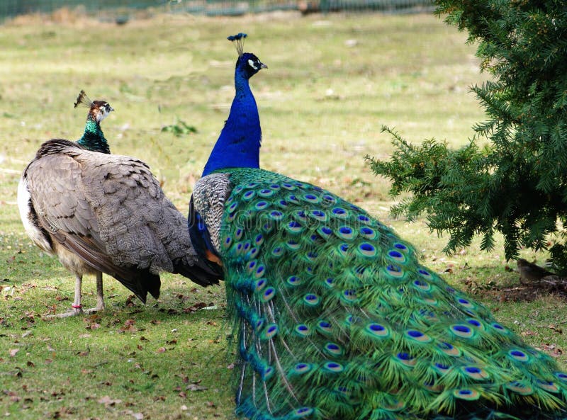 Two Green beautiful peacocks