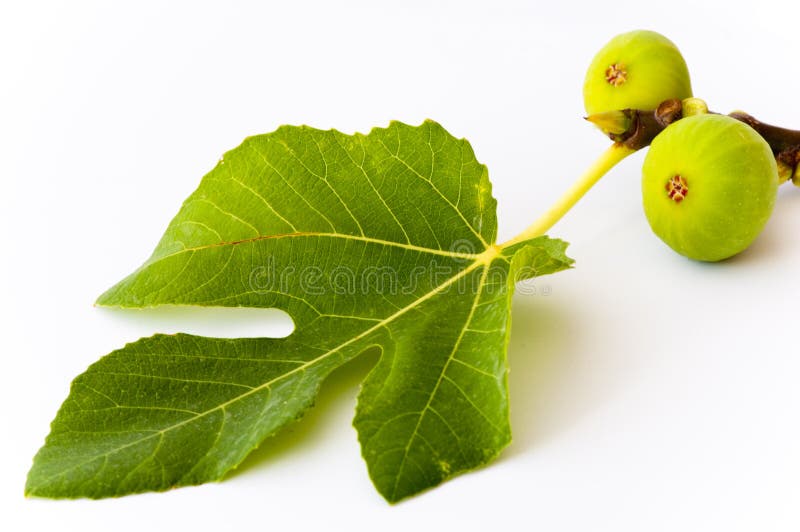 Juicy, ripe figs stock image. Image of leaf, blue, lifestyle 34692143