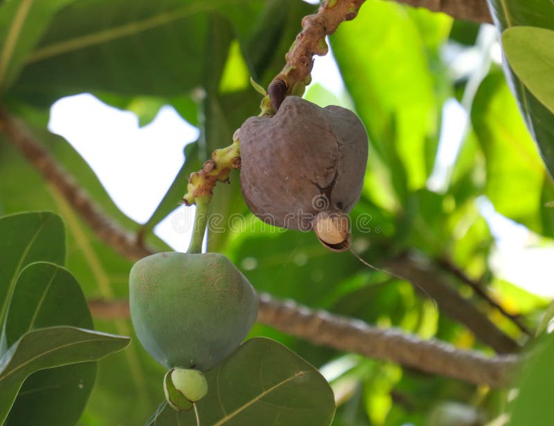 Two green fruits hanging from a tree branch stock photos
