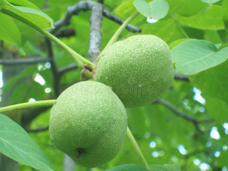 Anatolie Gun (Anatoliegun) Photos