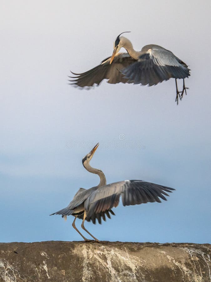 Two Grey herons fighting