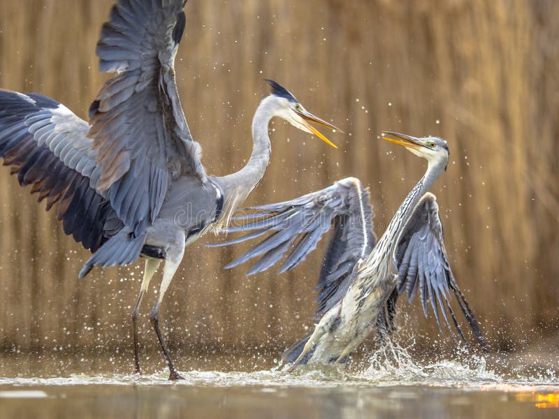 Two Grey herons fighting