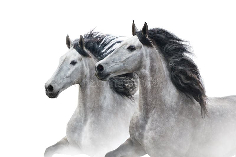 Two grey horse couple portrait