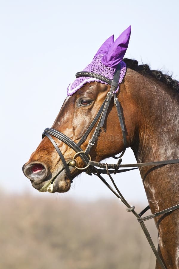 Two Greyhound Dogs Standing on the Steps of the Castle Stock Photo