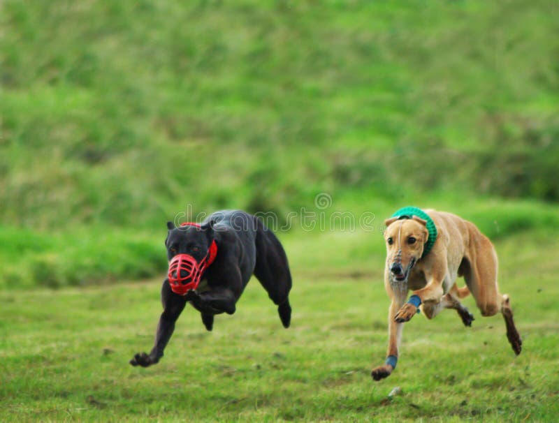 Two greyhounds running with space for editors text copy
