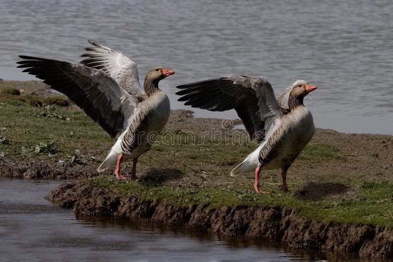 Two Greylag Geese