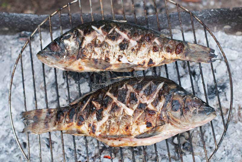 Two grilled European carps on barbecue