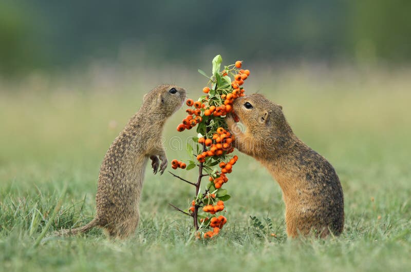 Two ground squirrels orange berries eating
