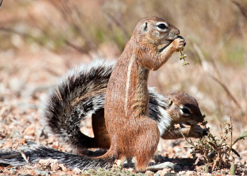 Two Ground Squirrels Eating Grass Seeds Stock Photo Image of creature
