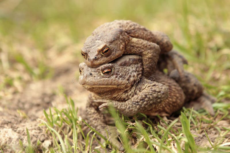 Two ground toads stock photo. Image of earth, movement 167686974