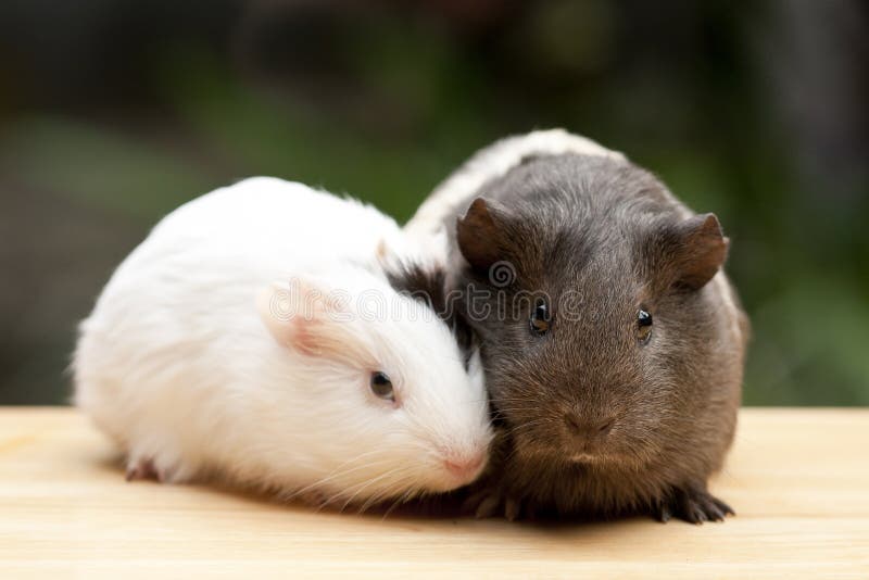 Two Guinea Pigs stock image. Image of outdoors, together 17325163