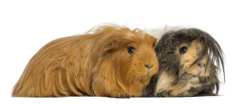 Two Guinea Pigs - Cavia porcellus, lying