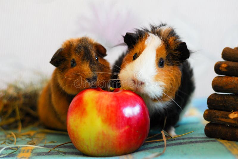 Two Guinea Pigs are Eating an Apple. Pet Stock Photo Image of nose, flower 100468656