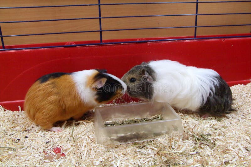 Guinea pigs in a cage stock photo. Image of whiskers 173937154