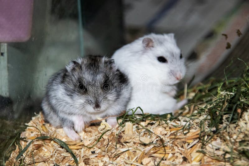 Two Hamsters Sitting in a Cage Close Up Stock Image Image of house