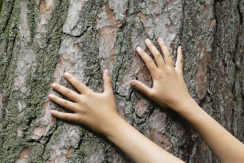 Two hands on the background of an old tree, the connection between man and nature.