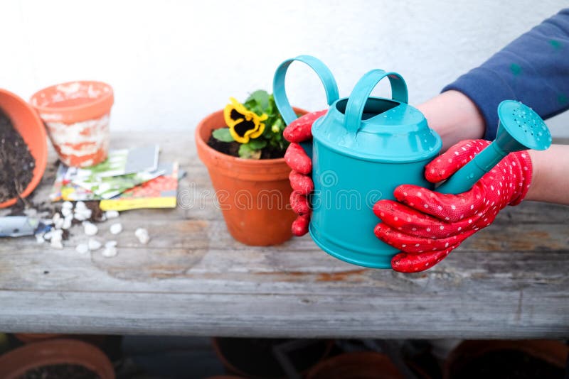 Two Hands in Garden Gloves Holding Watering Can Stock Photo Image of