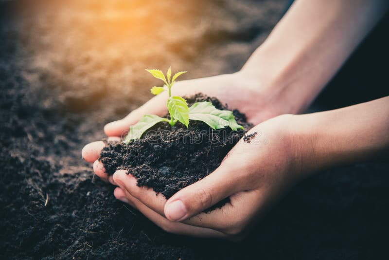 Two hands of was carrying of potting seedlings to be planted int royalty free stock photo Two hands of was carrying of potting seedlings to be planted int royalty free stock photo