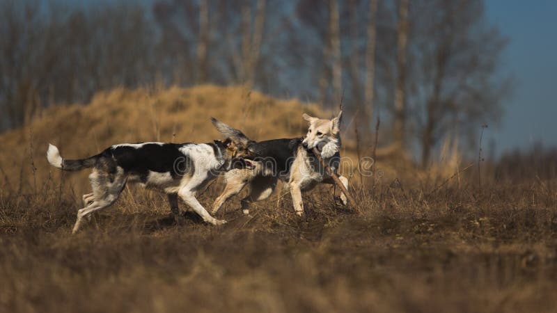 Two Dogs Running On The Field At Sunny Day Stock Image - Image of ...