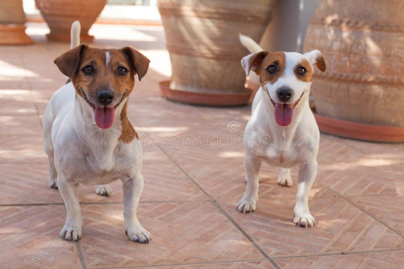 Two Dogs of the Jack Russell Breed, a Girl Walks on Leashes in the Park Stock Photo Image of