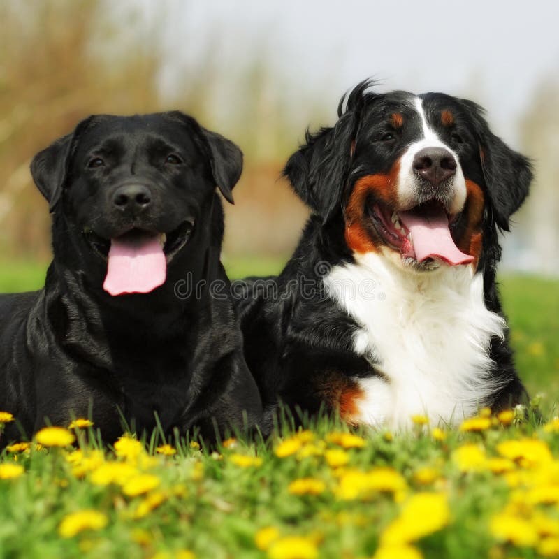 Two happy dogs lie in the summer outdoors stock photos Two happy dogs lie in the summer outdoors stock photos