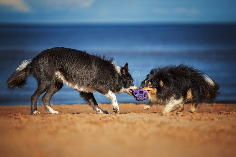 Two happy dogs playing tug of war on the beach with a toy ball