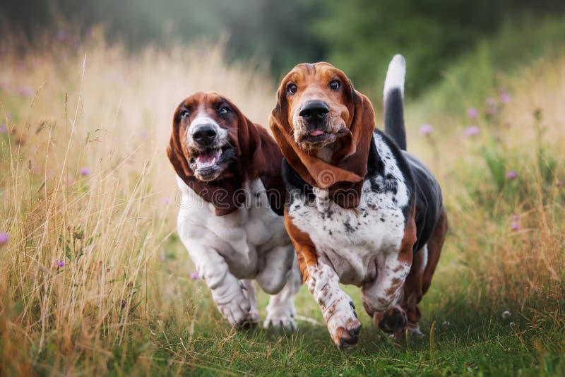 Two Happy Basset Hounds Running Across the Field Stock Image Image of
