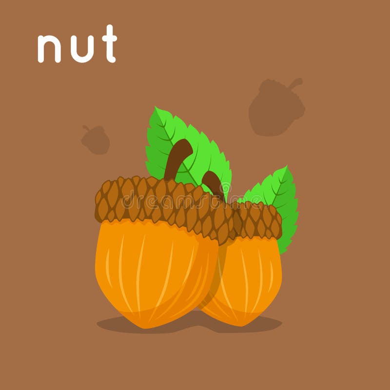 Two hazelnuts with leaves stock vector. Illustration of dictionary
