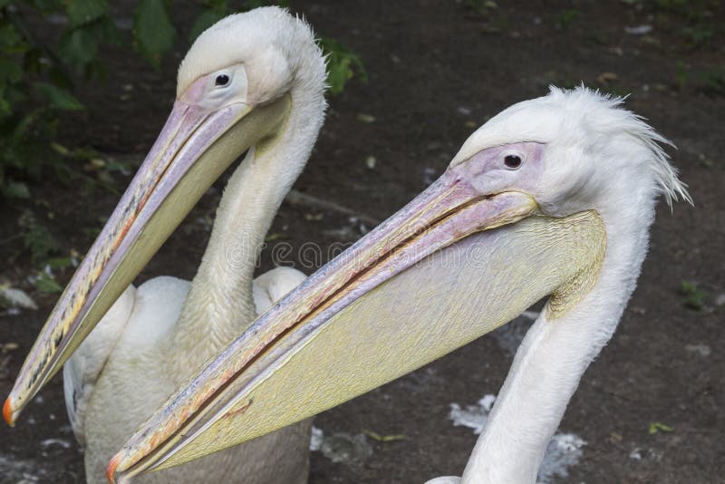Two Head Pelicans with Long Beaks Close Up Stock Image Image of green