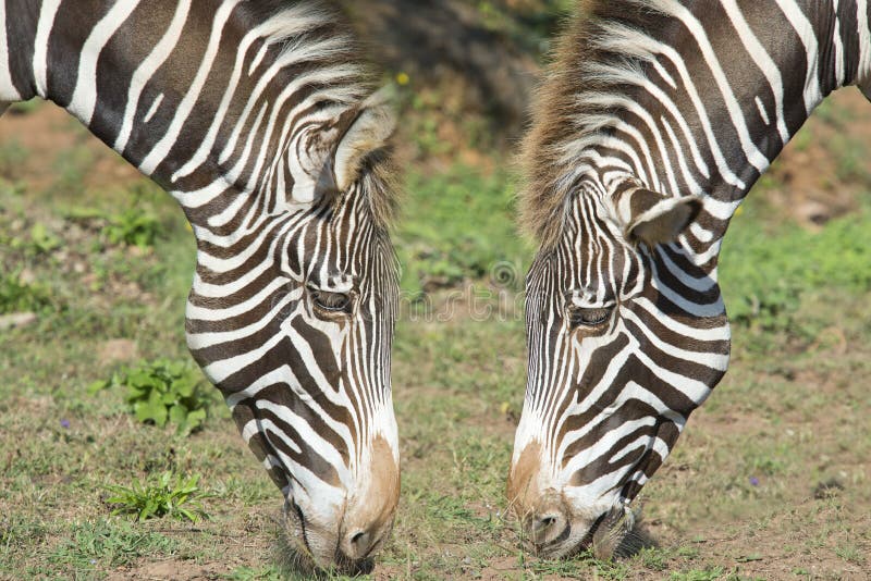Zebras mating stock image. Image of zebras, giraffe, contrasting 5167301