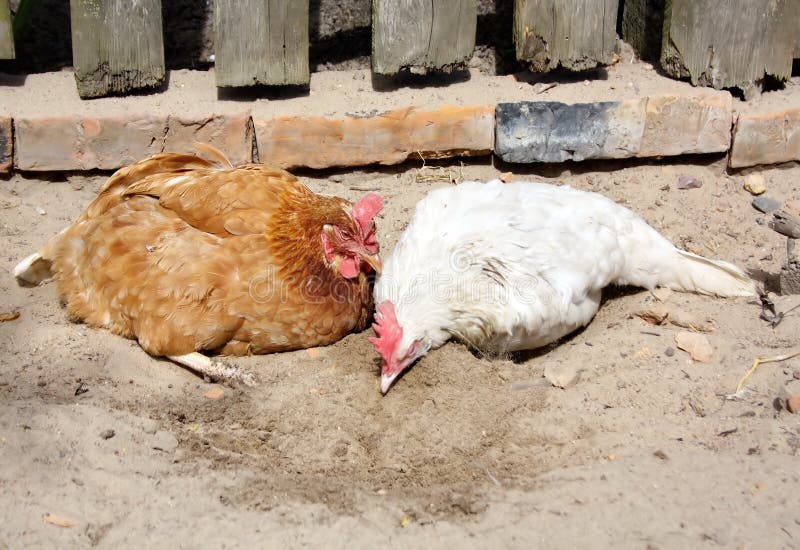 Chicken in the baths stock image. Image of rooster, grass 121178885