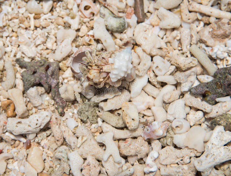 Hermit Crab at Mystery Island Stock Image Image of decapod, coast 107706771