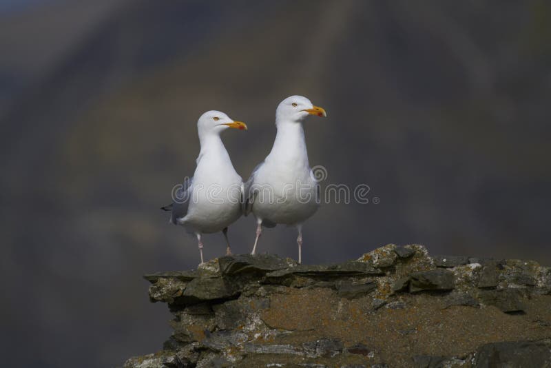 Herring gull stock image. Image of legged, seaside, grey 29952939