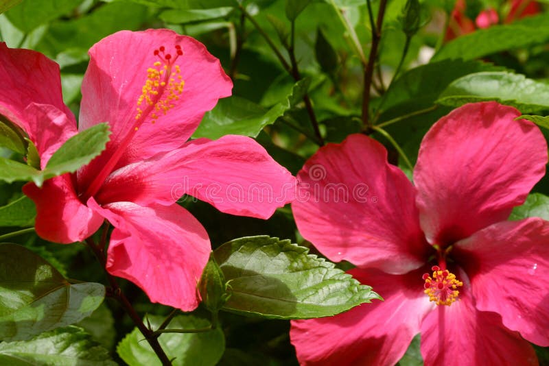 Two Hibiscus flowers