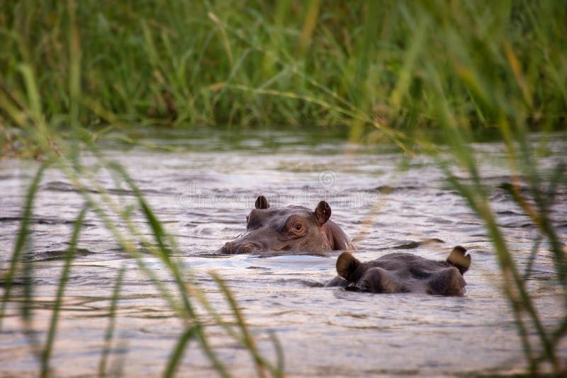 Two hippos in the Zambeze river, Zambia