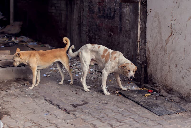 Two homeless dogs on the street searching for food stock image Two homeless dogs on the street searching for food stock image
