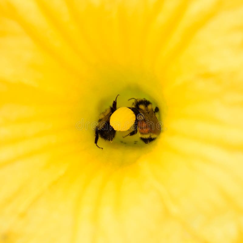 Two Honey Bees in Squash Flower Stock Photo Image of squash, ecosystem 58096058