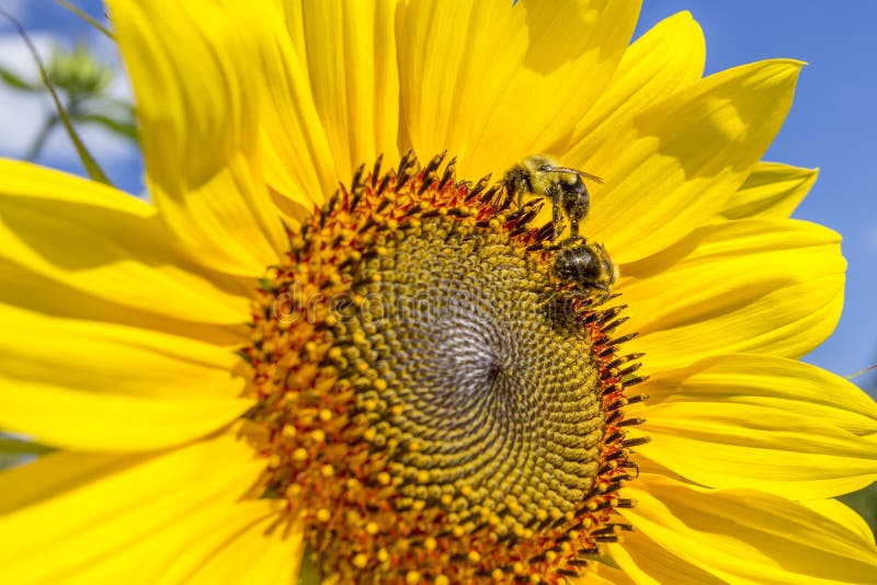 Two honey bees on sunflower