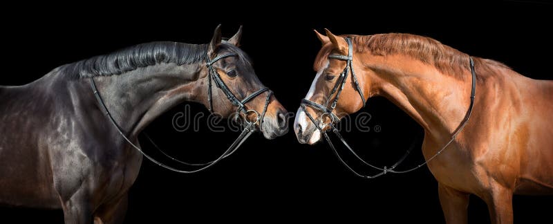 Two horse in bridle