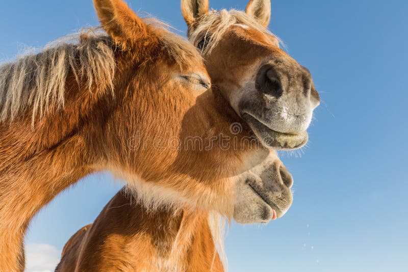 Two horse portrait close up in love, Horse love, Bohemian-Moravian Belgian horse in sunny day. Czech Republic stock images Two horse portrait close up in love, Horse love, Bohemian-Moravian Belgian horse in sunny day. Czech Republic stock images