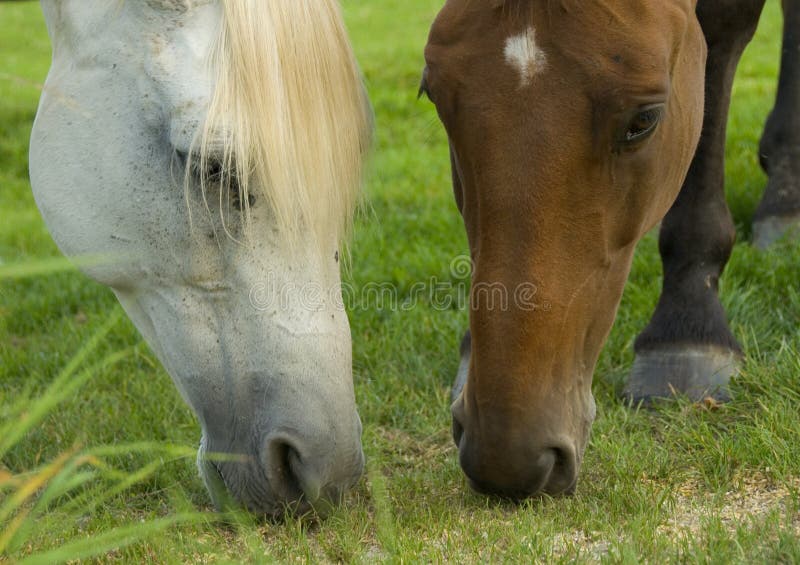 Dos caballos sobre el.