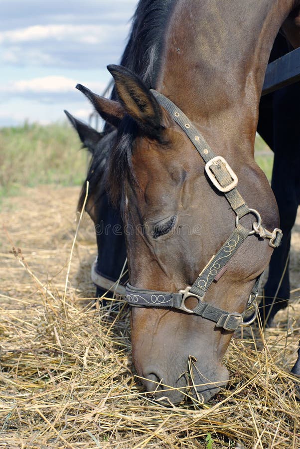 Two horses