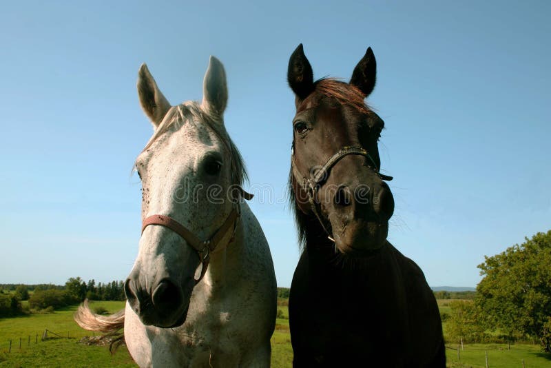 Two horses