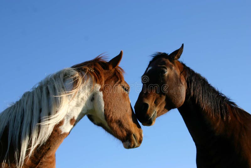 Dos caballos en cielo azul.