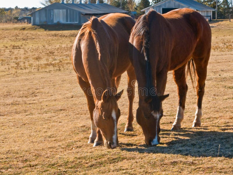 Two Horses-8505