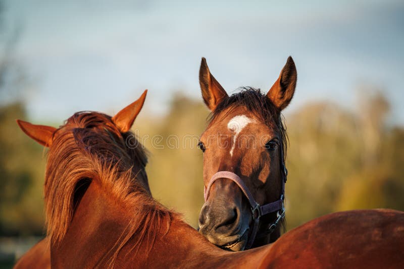 Horses Grooming Each Other Stock Photos Free & RoyaltyFree Stock