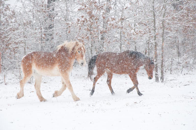 Two horses in a blizzard