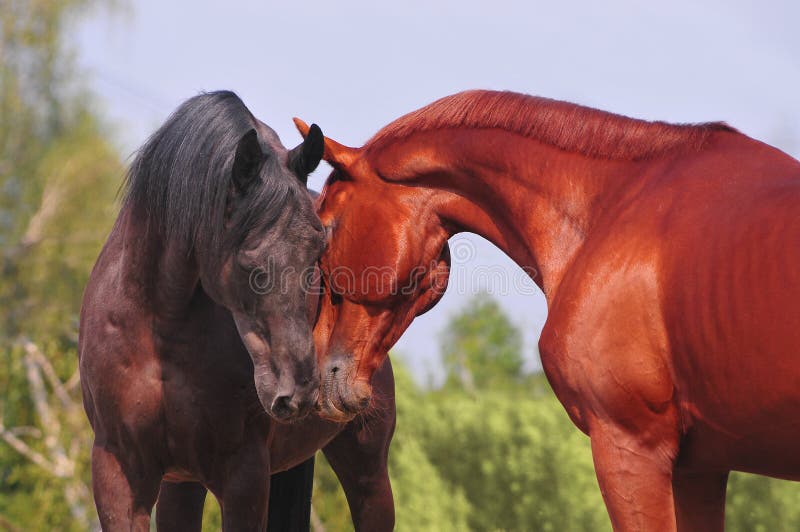 Two horses communicating stock image. Image of color 16742695